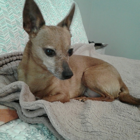 Meet your Posher, Suzi - Picture 2 of 5